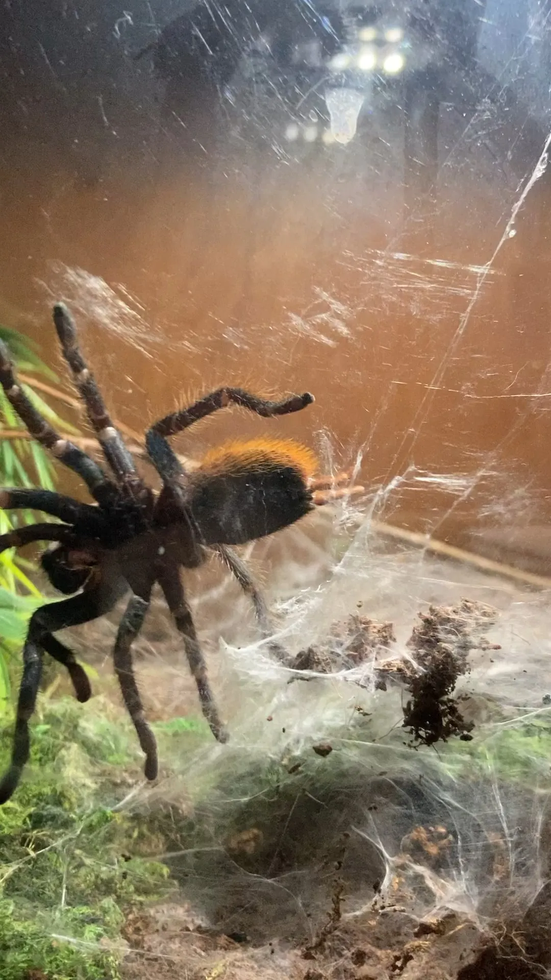 15628 gbb tarantula substrate