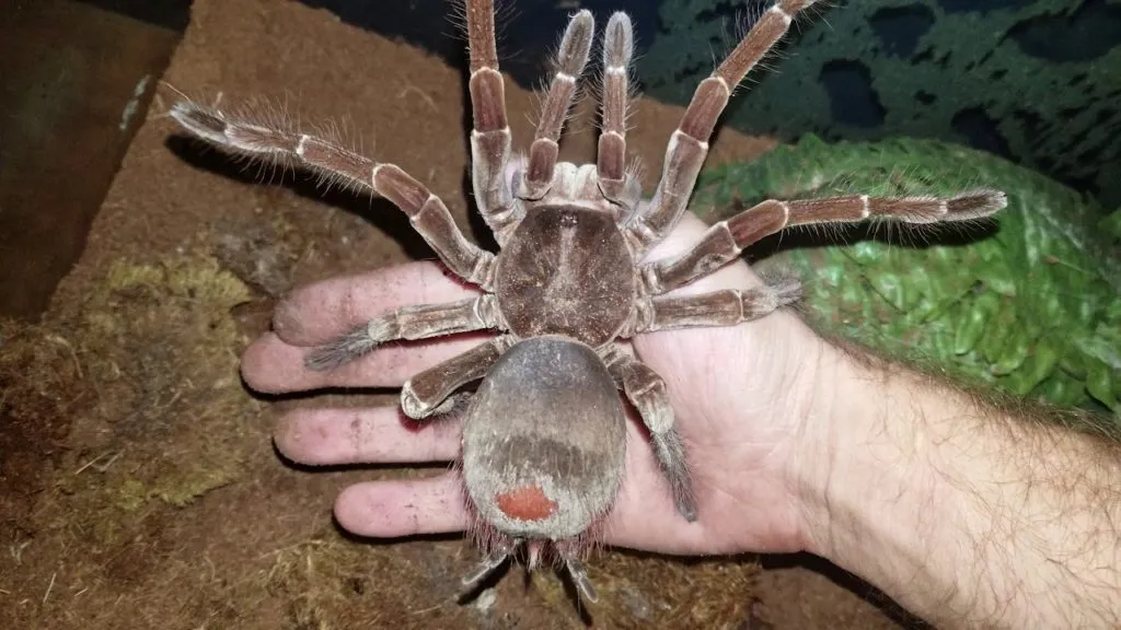 15629 birdeater tarantula defensive