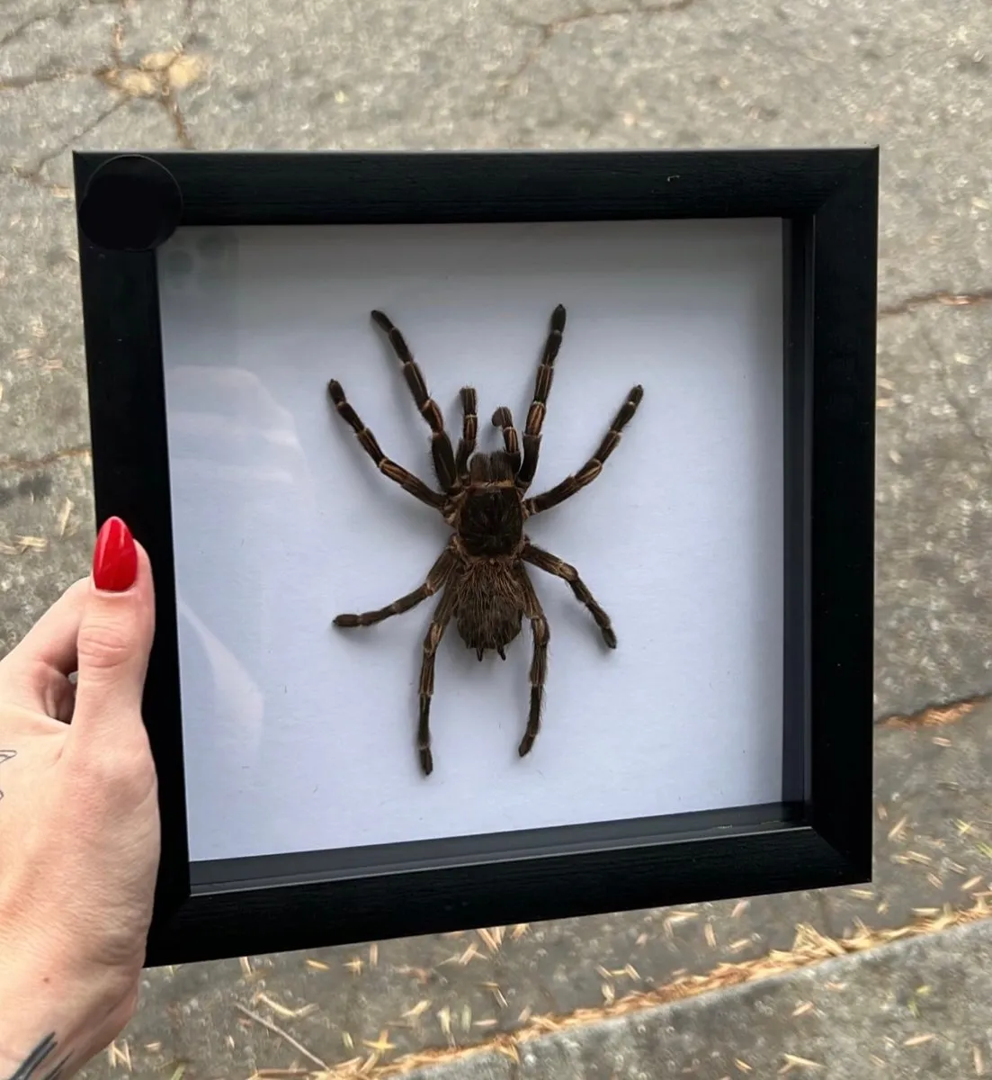 15629 birdeater tarantula habitat