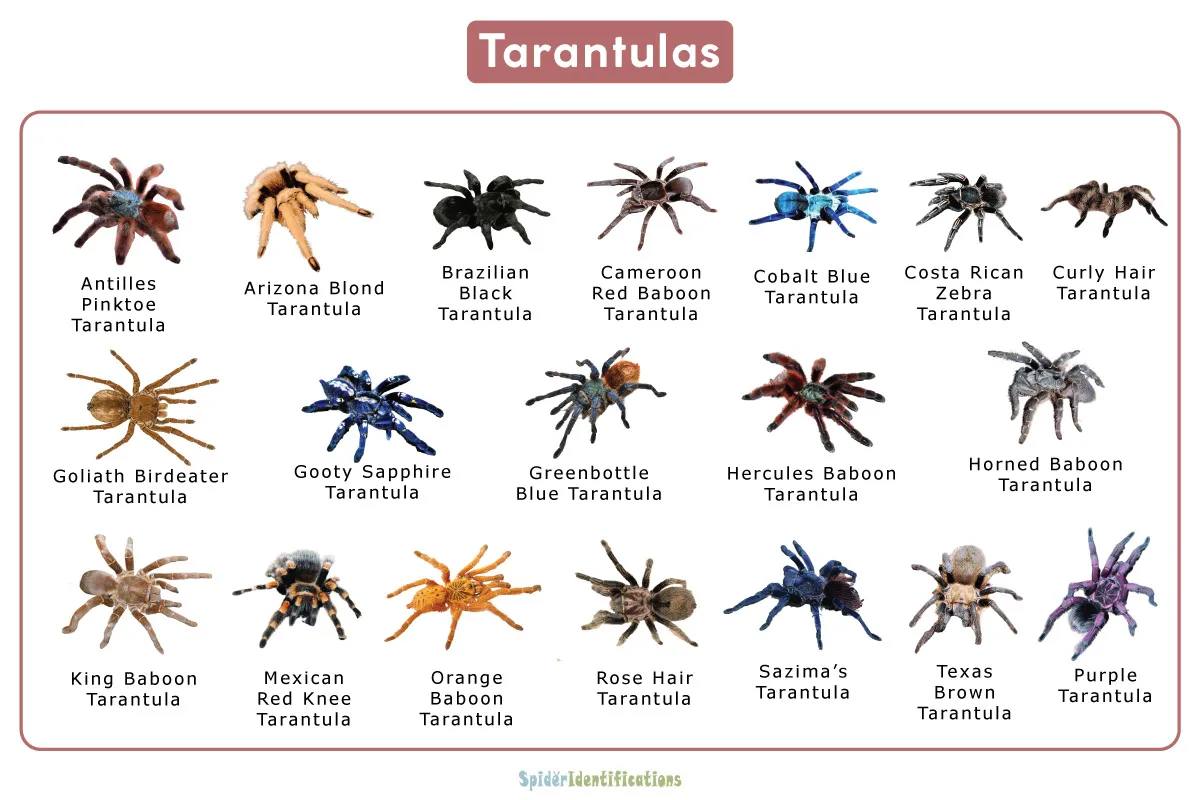 /img/15629-birdeater-tarantula-handling.webp