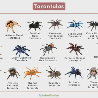 /img/15629-birdeater-tarantula-handling.webp