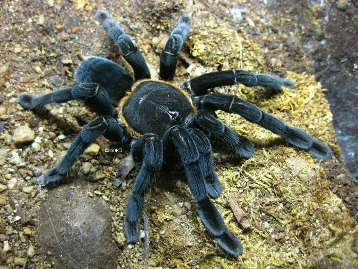 15629 birdeater tarantula overview