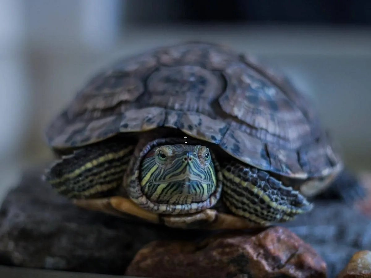 15630 mealworm nutrition