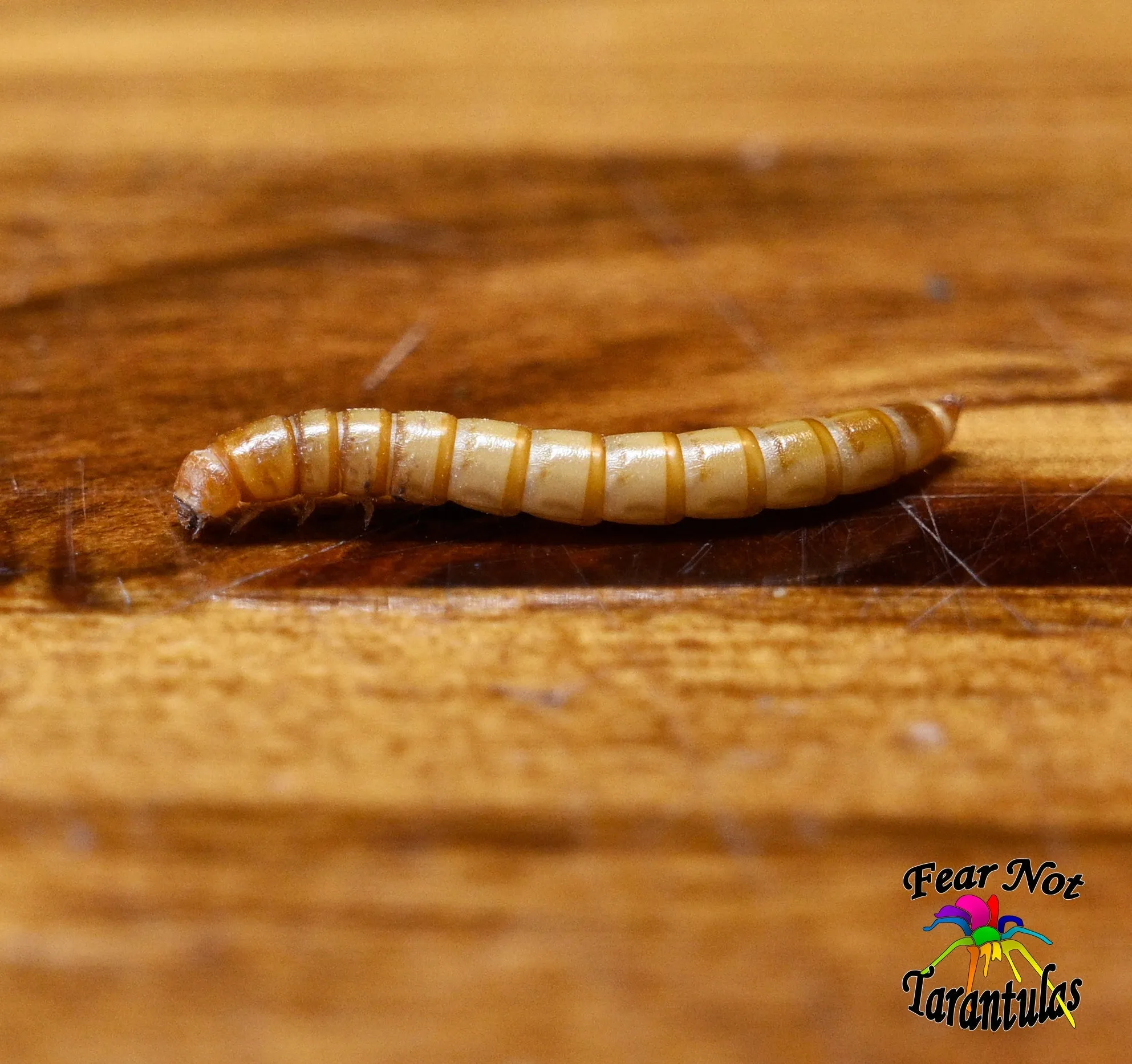 15630 tarantula sling eating mealworm