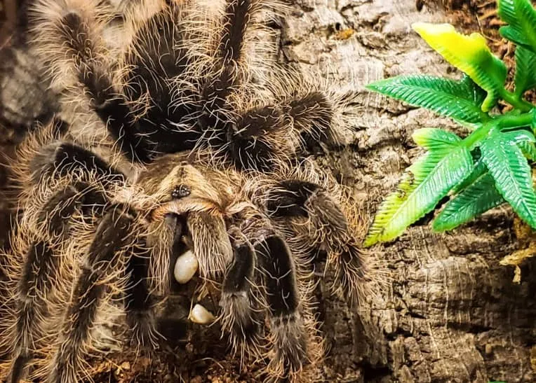 15631 feeding tarantula spiderlings