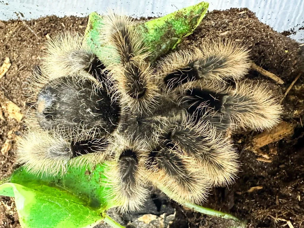 15631 healthy tarantula egg sac