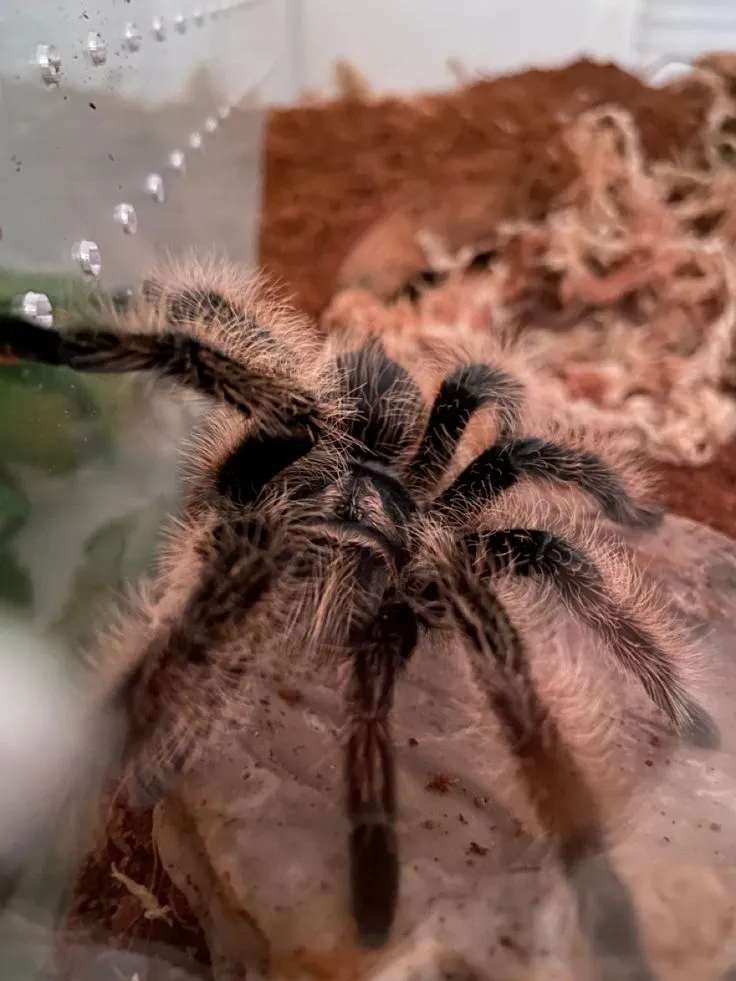 /img/15631-preventative-tarantula-care.webp