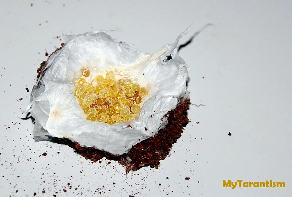 15631 tarantula mating process