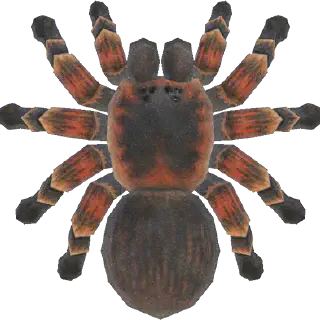 /img/15632-animal-crossing-tarantula-safe-approach.webp