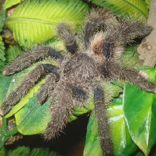 /img/15633-baboon-tarantula-not-eating-image8.webp