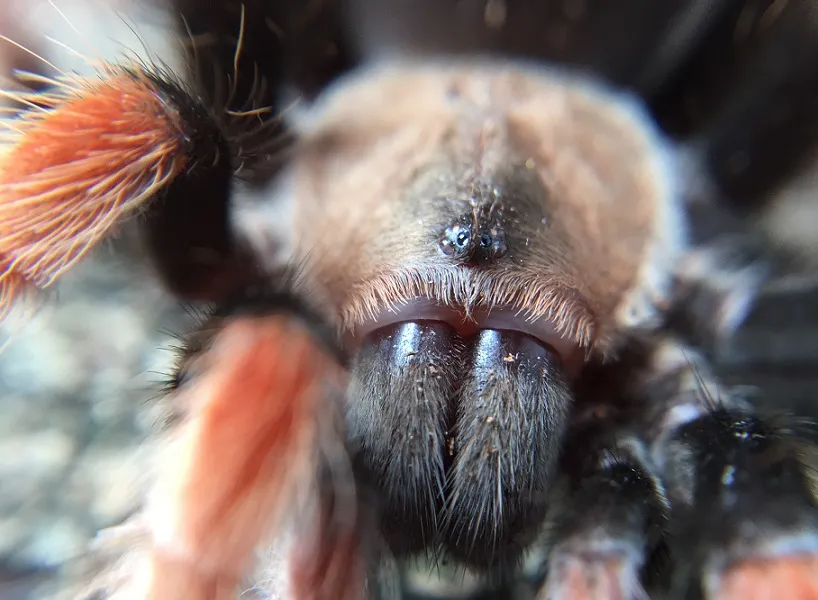 15634 first aid tarantula bite