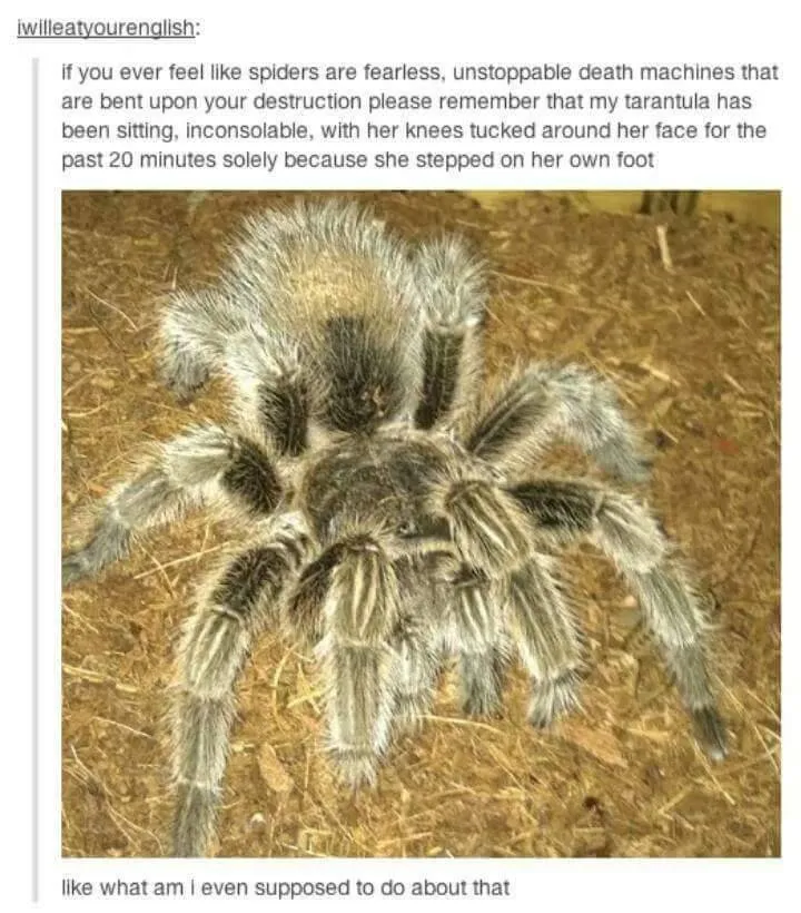 15634 tarantula anatomy