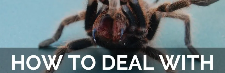 15634 tarantula handling safety