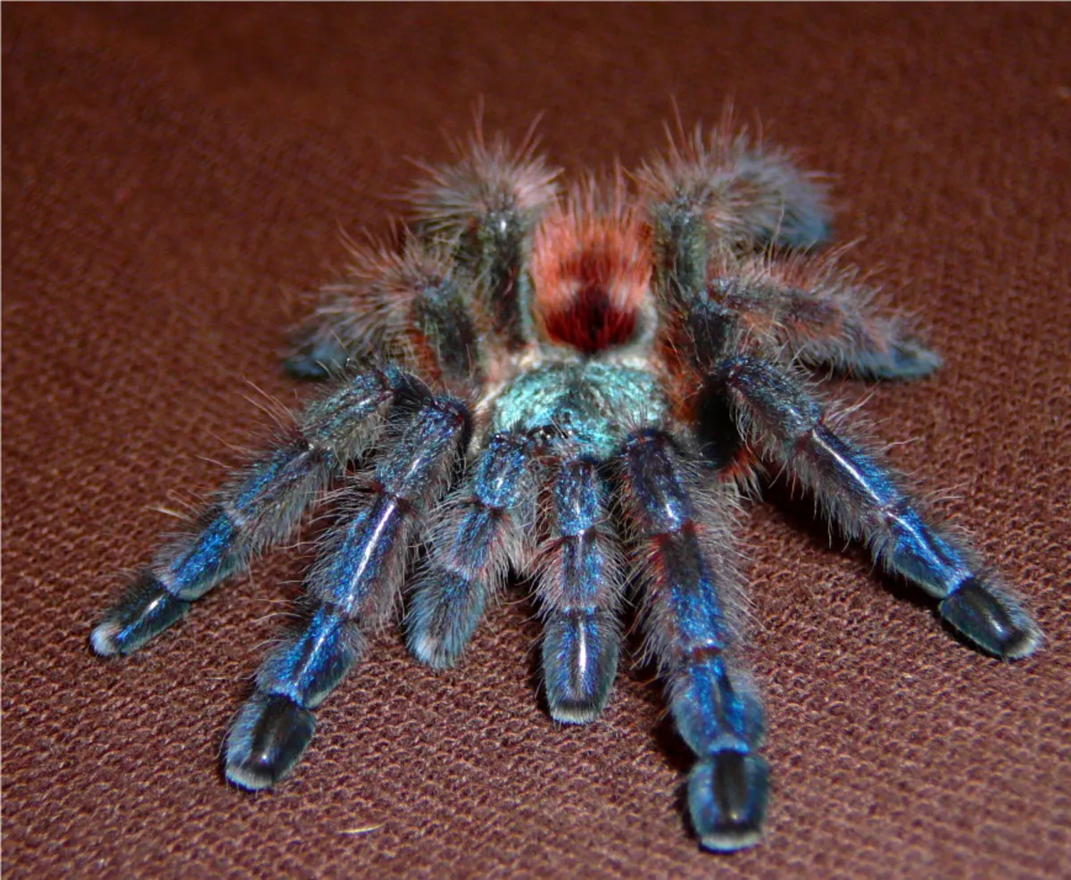 /img/15634-tarantula-species.webp