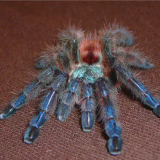 /img/15634-tarantula-species.webp