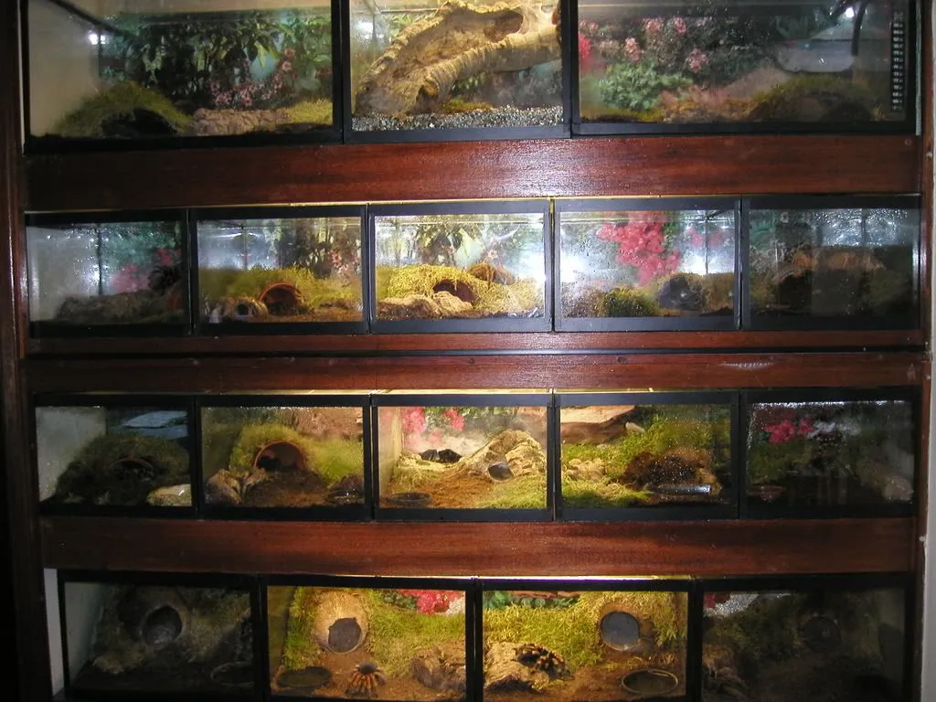 15635 tarantula enclosure uk 3