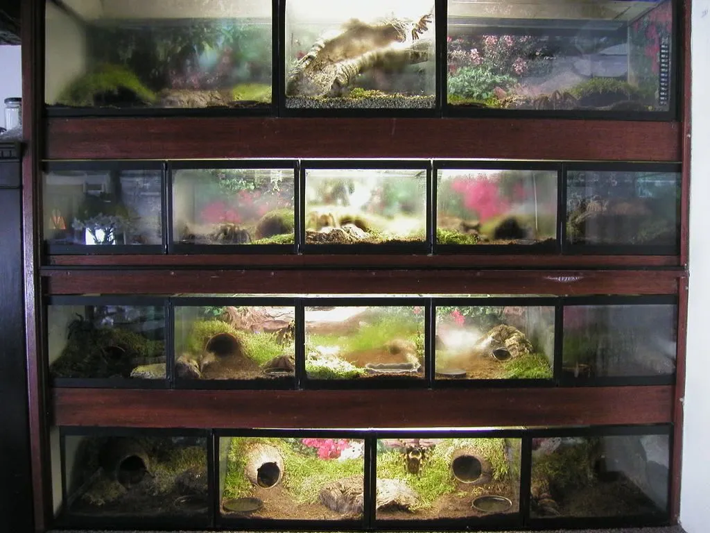 15635 tarantula enclosure uk 5