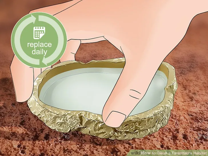 15636 tarantula cleaning checklist