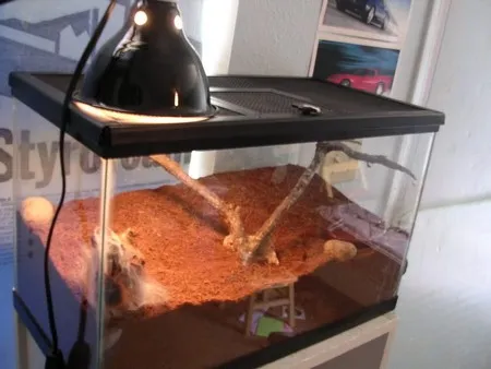 15636 tarantula cleaning supplies