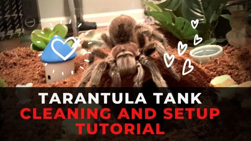 15636 tarantula handling