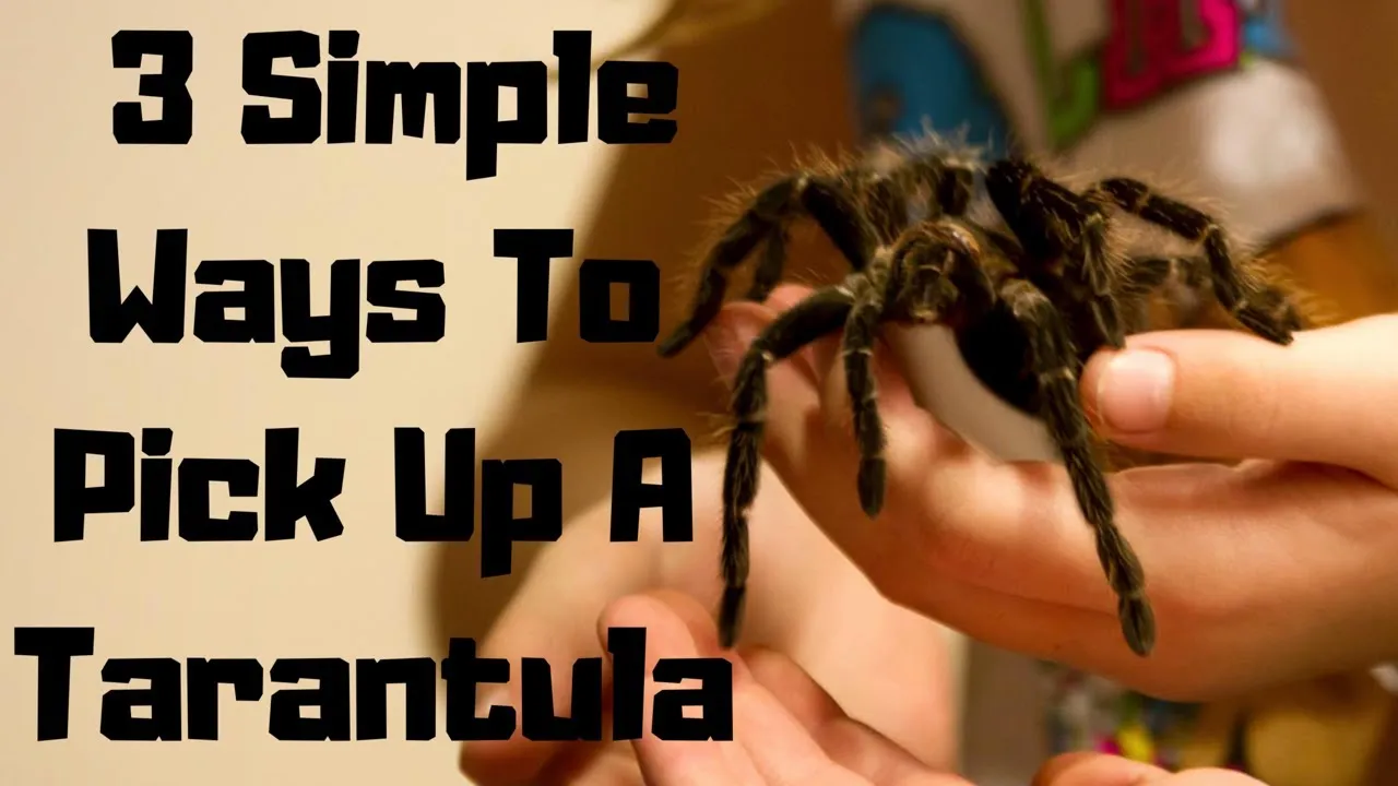 15638 tarantula health