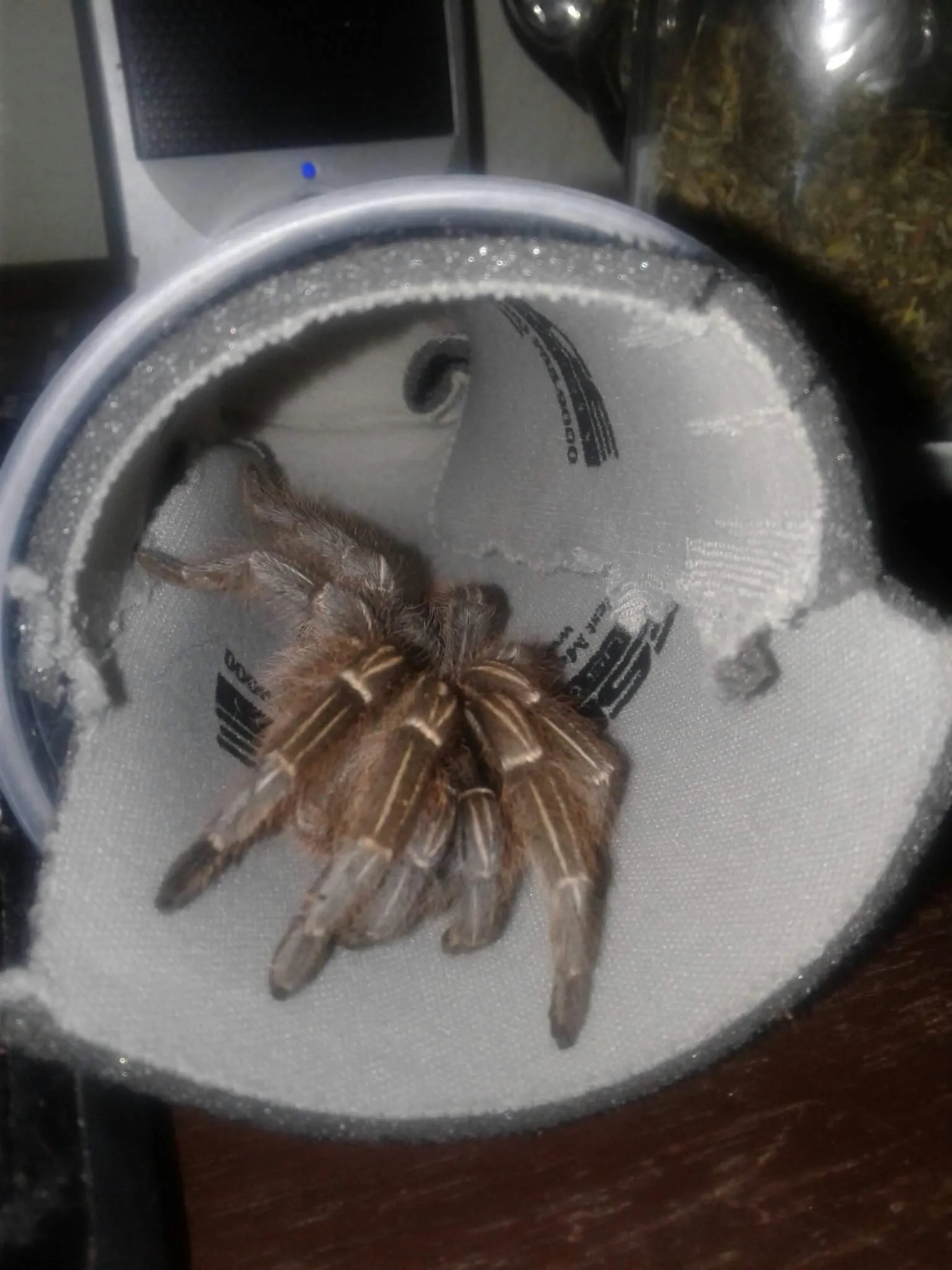 /img/15638-tarantula-species.webp
