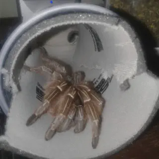 /img/15638-tarantula-species.webp