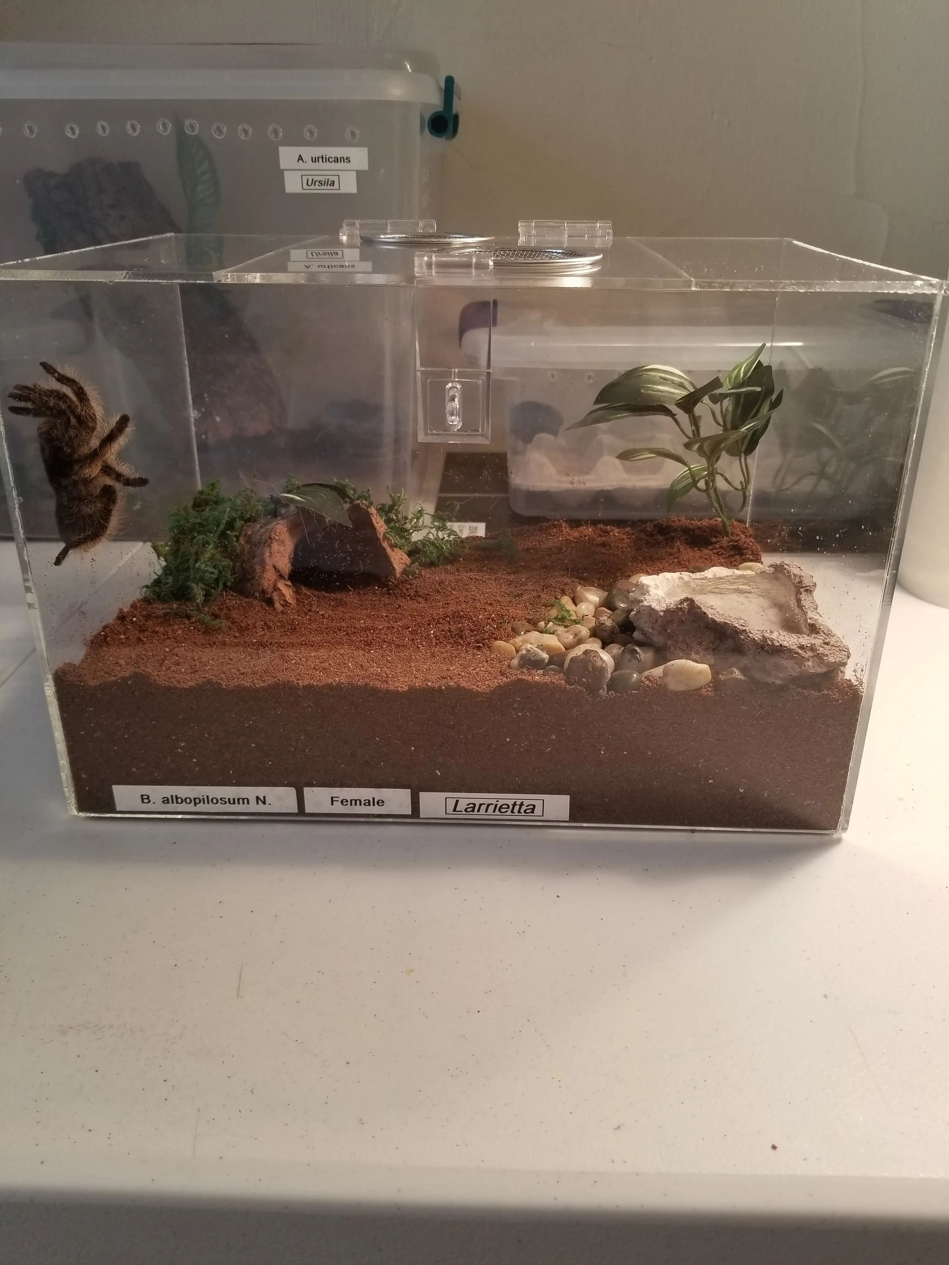 15639 acrylic tarantula enclosure