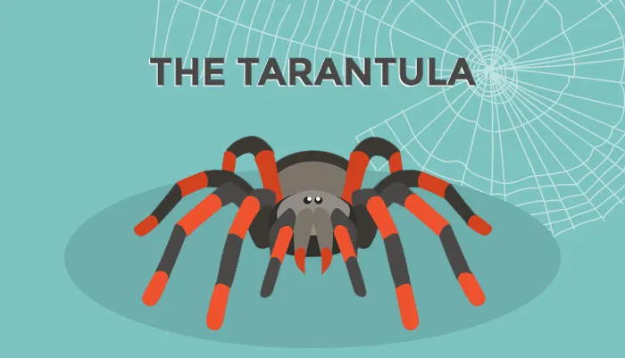 15641 tarantula molting