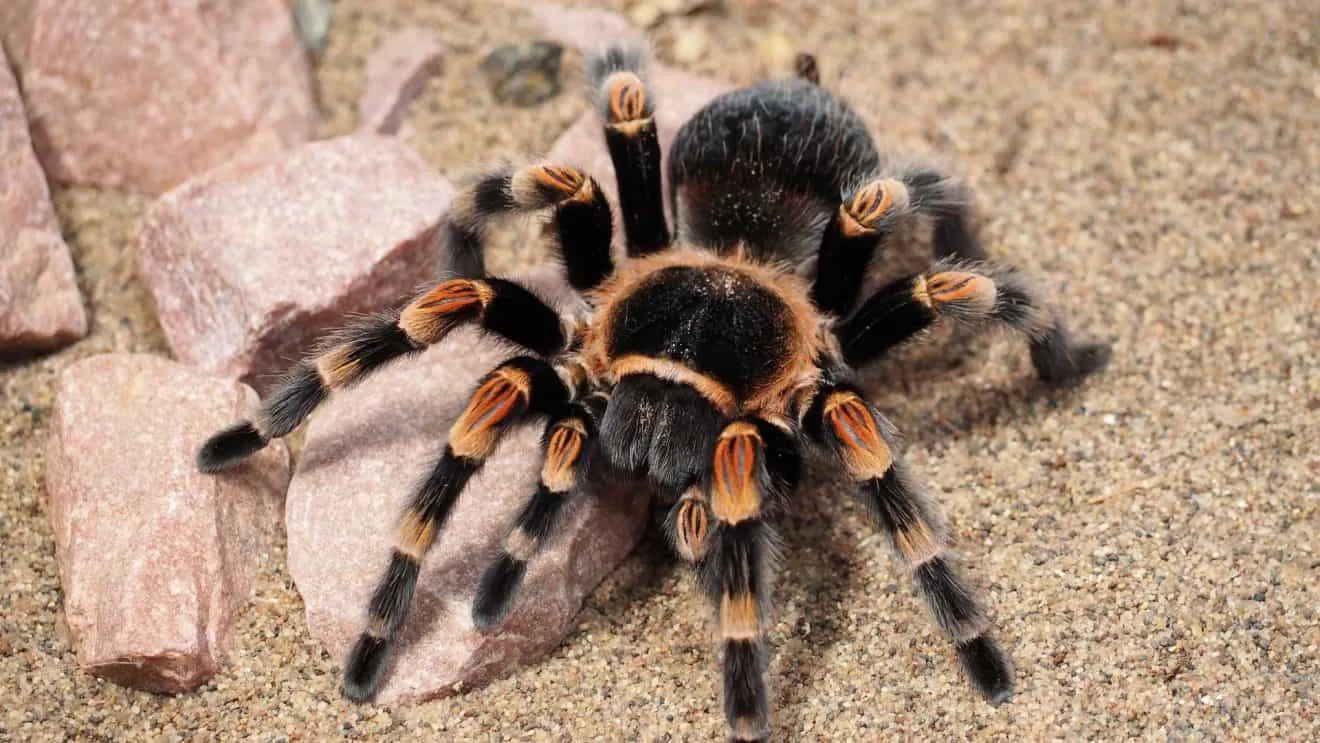 15641 tarantula species