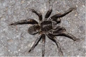 15642 freeze dried food nutrients