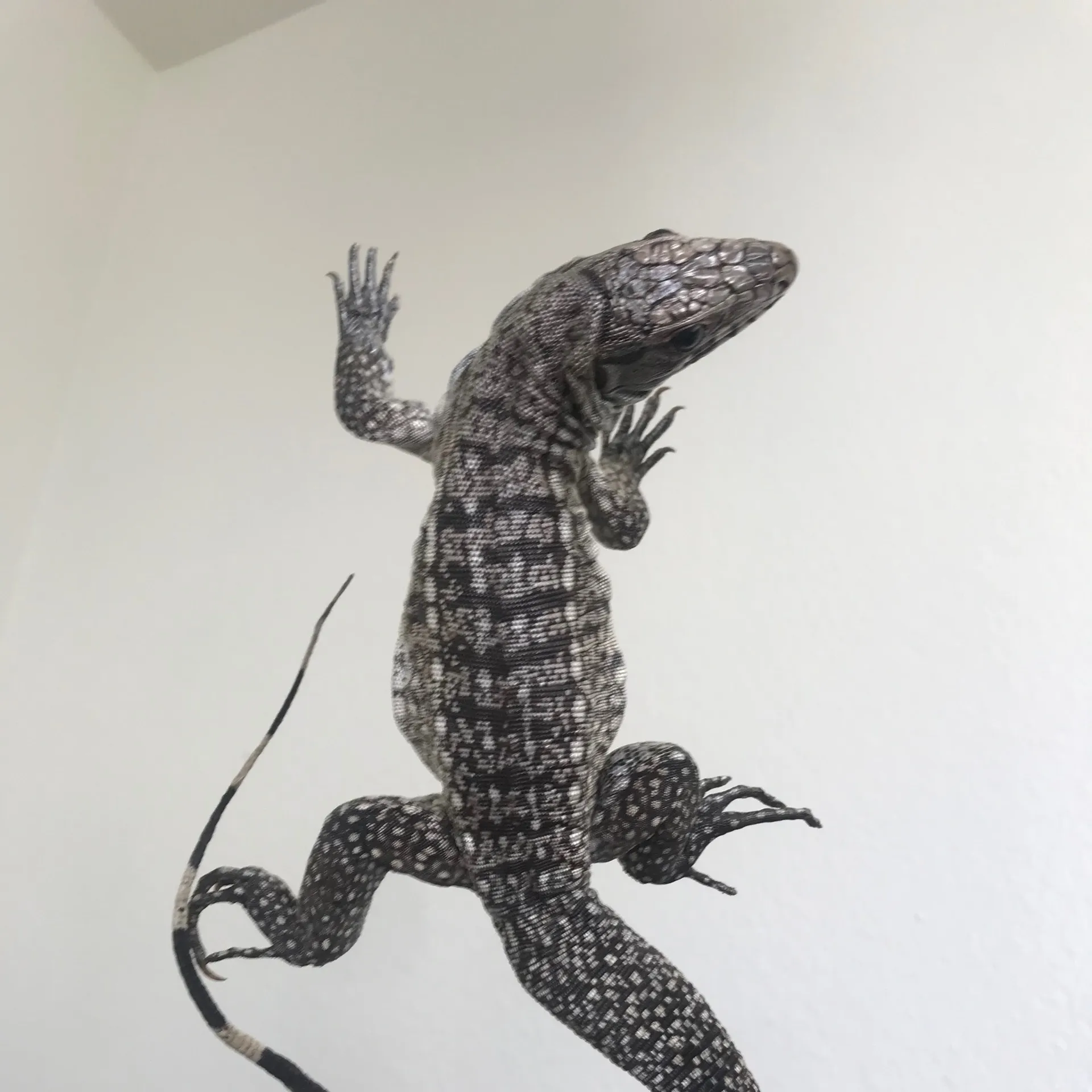 15642 freeze dried zebra tarantula buying