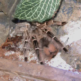 /img/15642-tarantula-health.webp