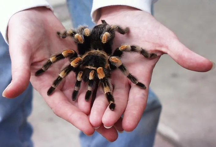 /img/15643-red-knee-tarantula-water.webp