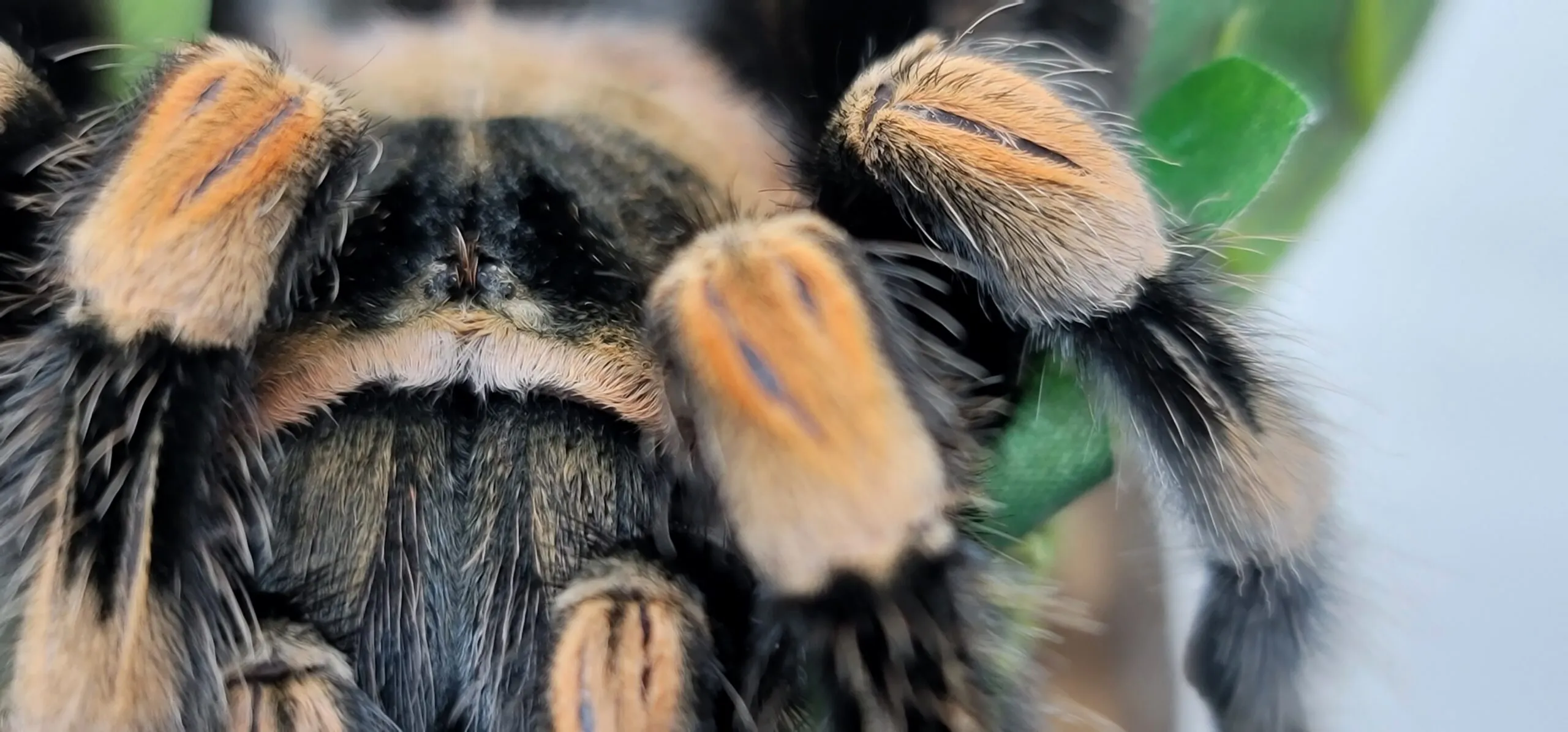 15643 tarantula enclosure