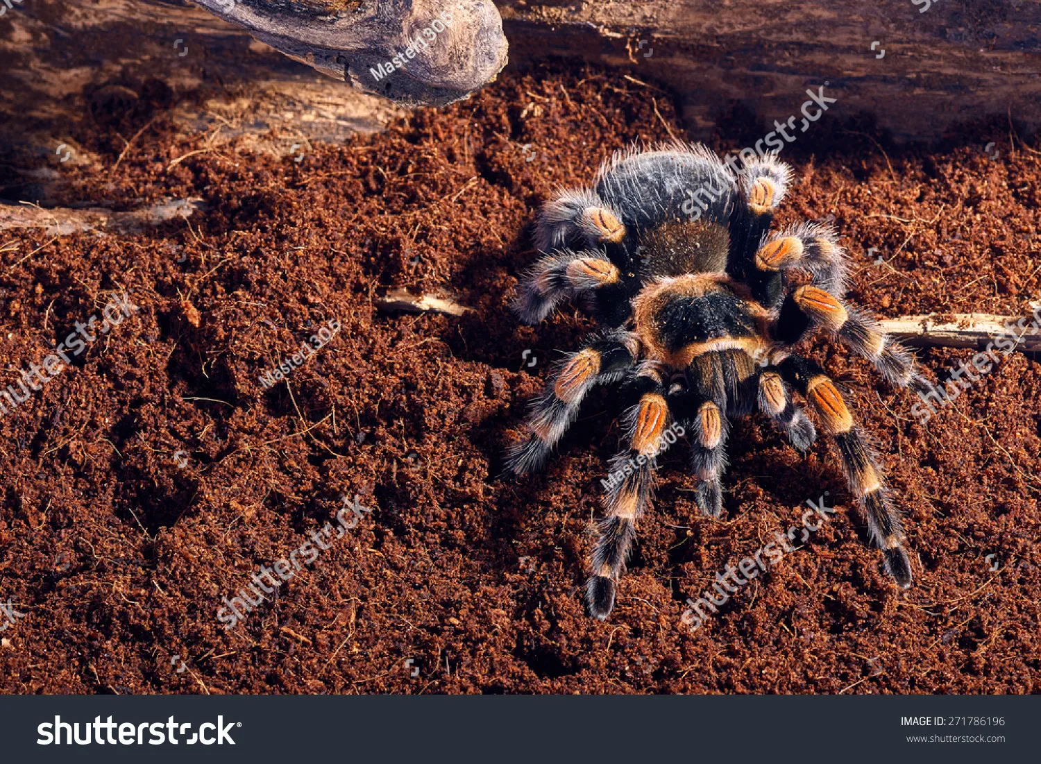 15643 tarantula molting