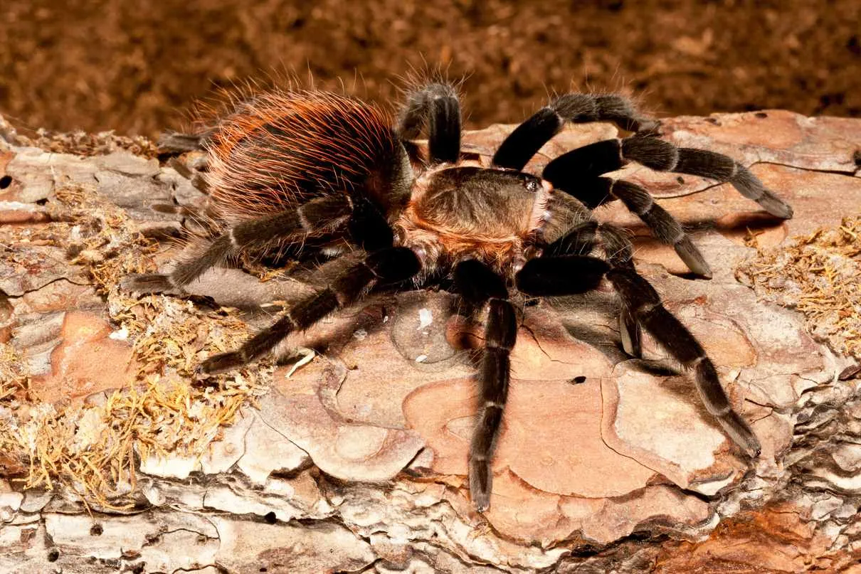15644 tarantula habitat