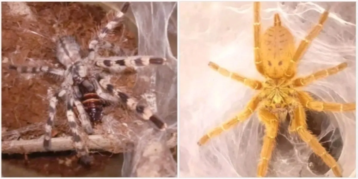 15644 tarantula species overview