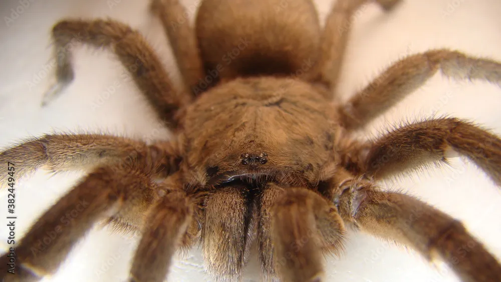 15645 tarantula spider molting