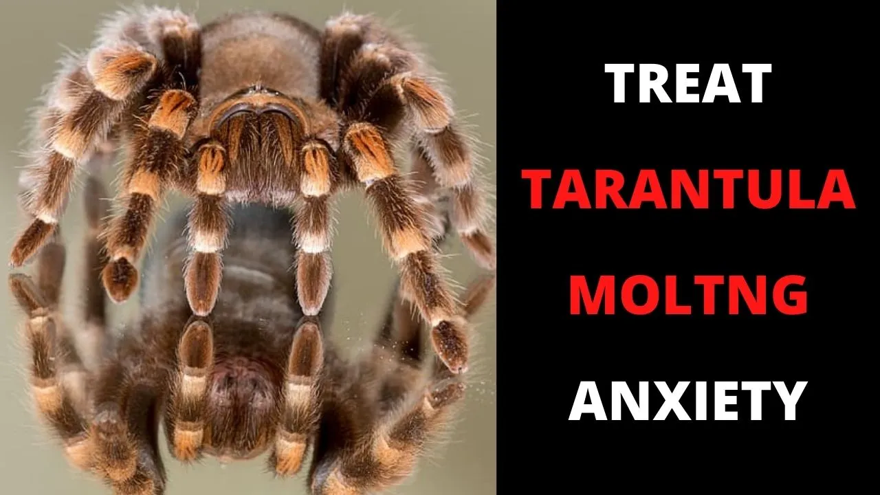 15647 tarantula appearance
