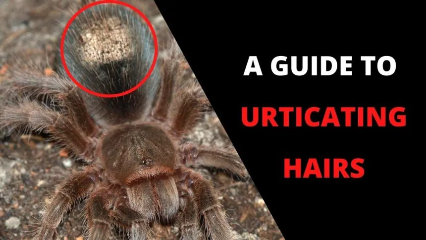 15647 tarantula body language