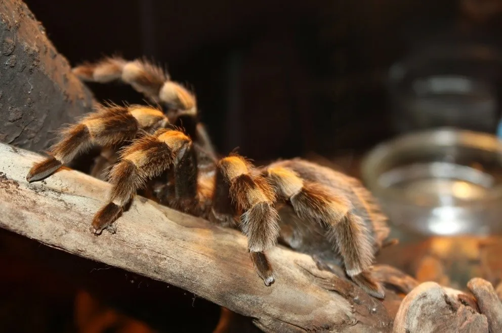 15647 unhappy tarantula