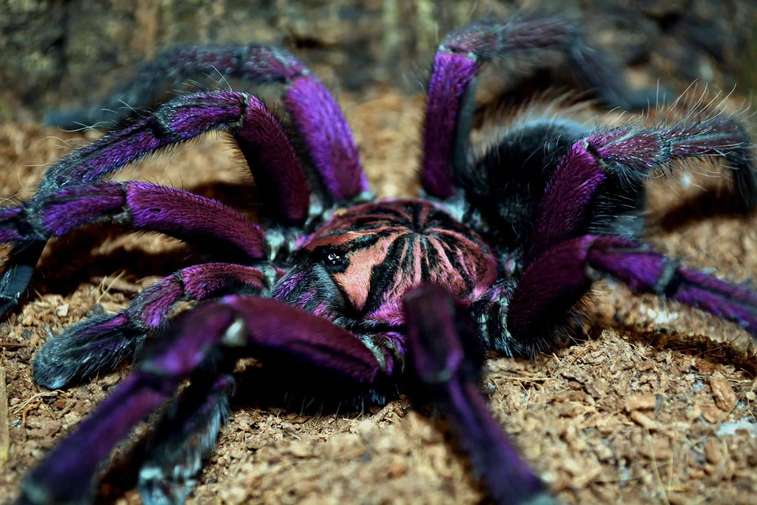 15648 tarantula eating