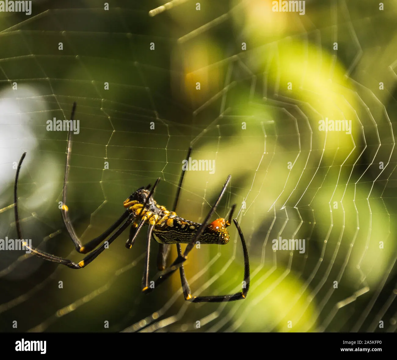 15650 cultural significance tarantulas