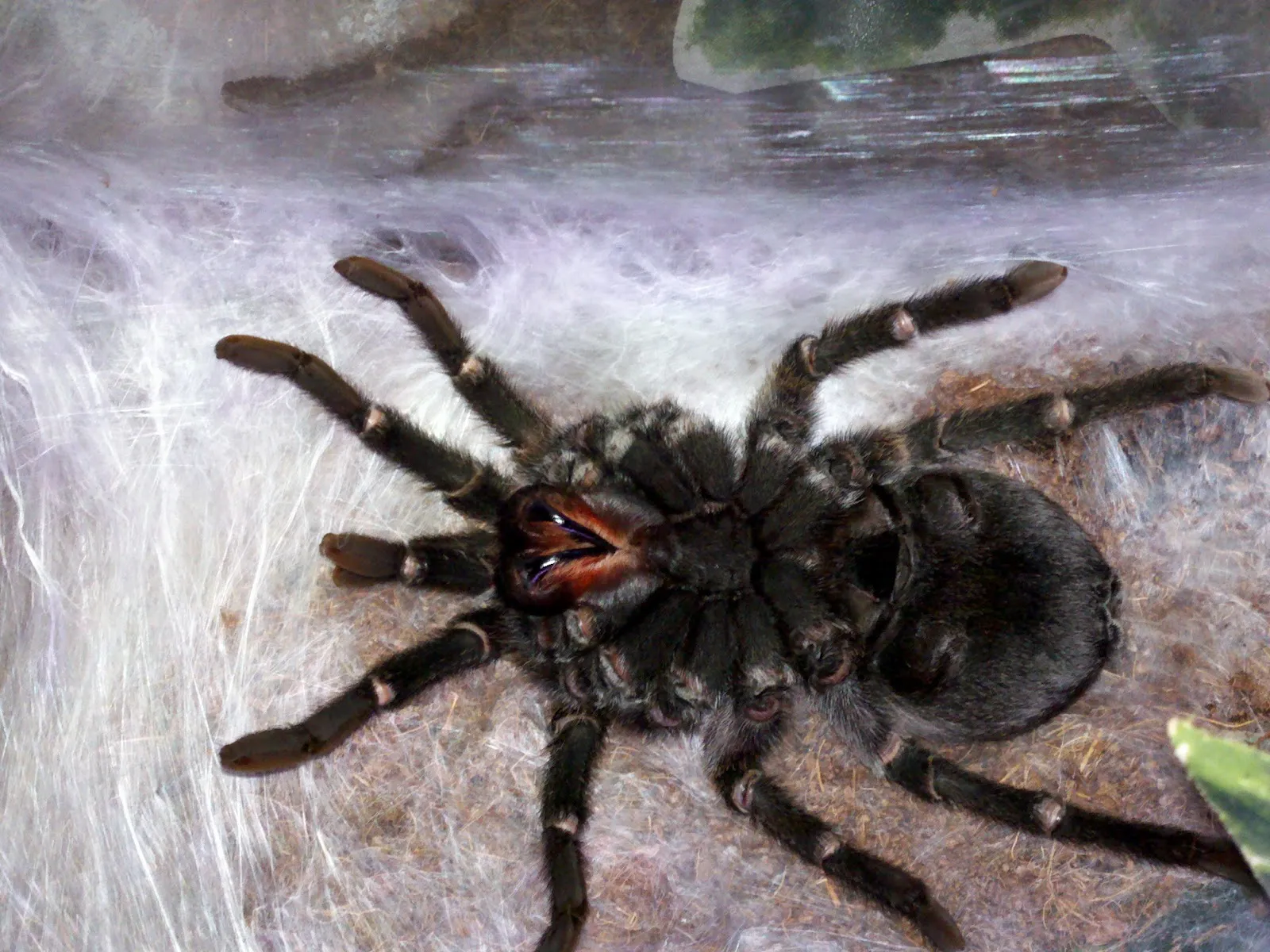 15651 checking tarantula environment