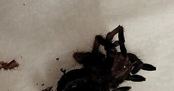 15651 curled legs tarantula