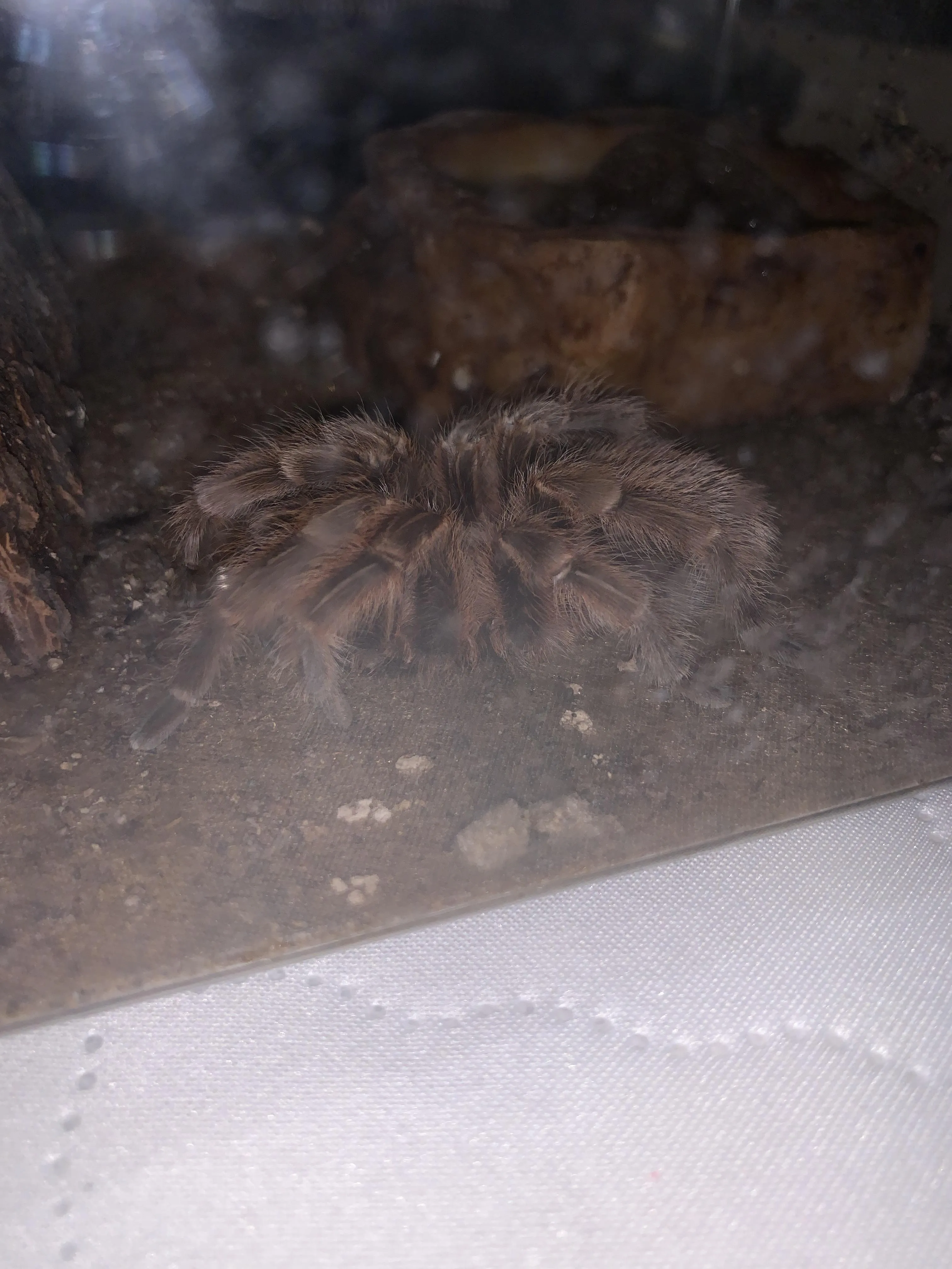 15651 lethargic rose hair tarantula