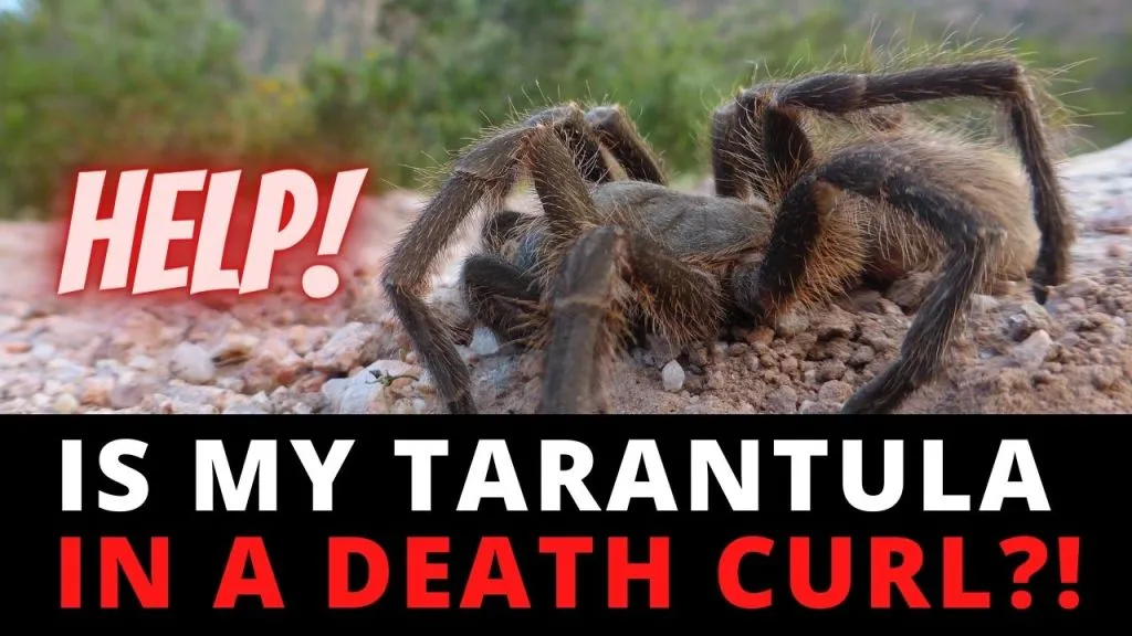 15651 rose hair tarantula death curl overview