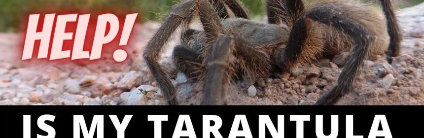 15651 rose hair tarantula on back