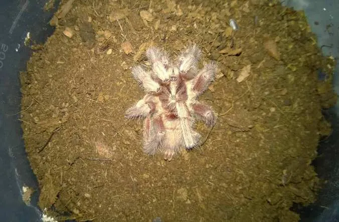 15651 unresponsive tarantula